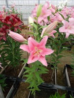 [5575 VH05 No01.JPG]